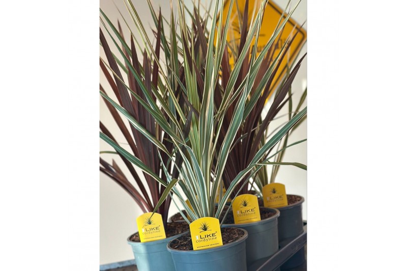 Cordyline Cordyline Duo Mix Tray - 17cm Redstar/Variegata1 pp 