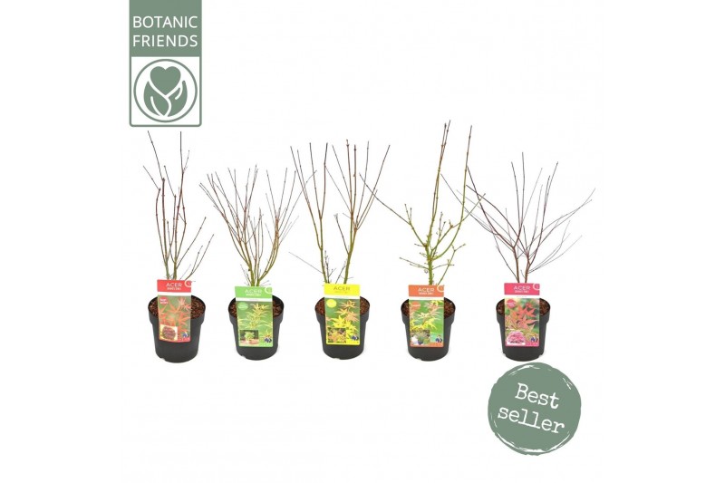 Acer palmatum Acer palm. diverse mix7 kleuren per kar 