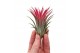 Tillandsia Tillandsia ionantha rood large1 bl. 