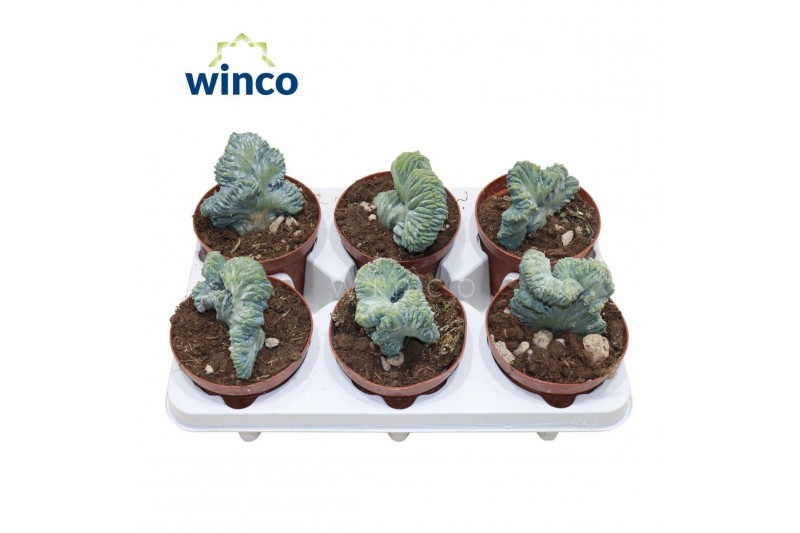 Cactus Myrtillocactus Geometrizans Cristata1 pp 