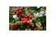 Vaccinium vitis-idaea red candy Vaccinium vitis-idaea Red Candy ® 