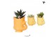 Succulenten mix Kolibri Greens Succulenten mix in Fish pot yellow mix1 