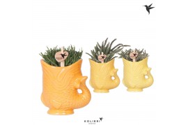 Rhipsalis mix Kolibri Greens Rhipsalis mix in Fish pot yellow mix1 pp
