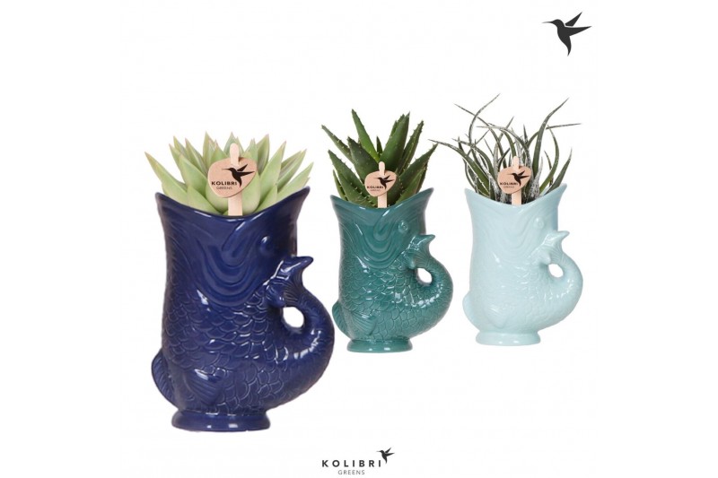 Succulenten mix Kolibri Greens Succulenten mix in Fish pot blue mix1 p 