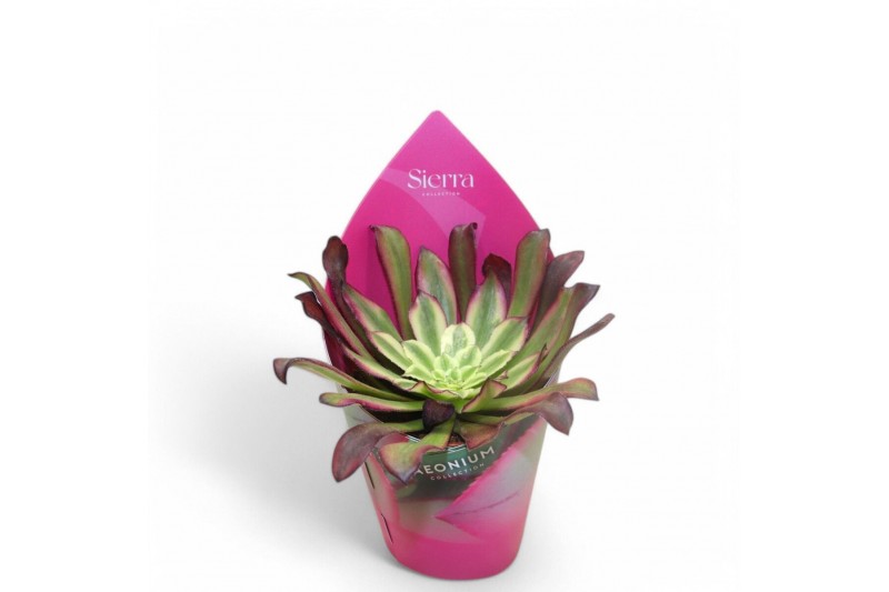 Aeonium Sierras - Aeonium Mardi Grass1 pp 