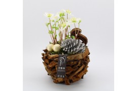 Arrangementen helleborus NHCR-2503 Verboom Helleborus 1 pp