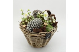 Arrangementen helleborus NHCR-2507 Verboom Helleborus 2 pp