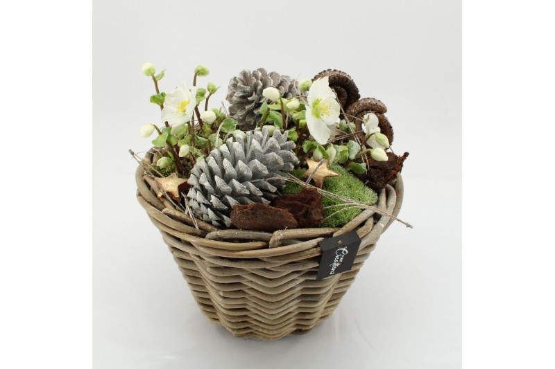 Arrangementen helleborus NHCR-2507 Verboom Helleborus 2 pp 