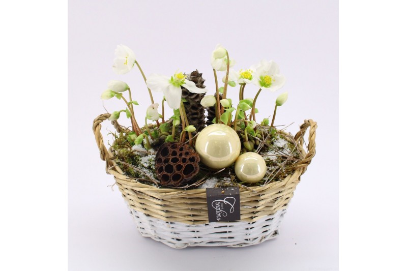 Arrangementen helleborus NHCR-2511 Verboom Helleborus 2 pp 