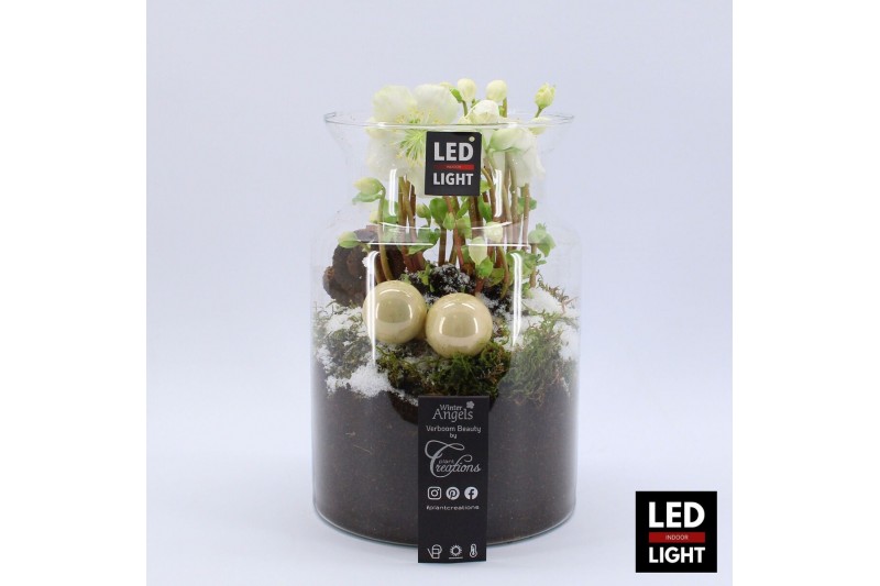 Arrangementen helleborus NHCR-2513LED Verboom Helleborus 1 pp 