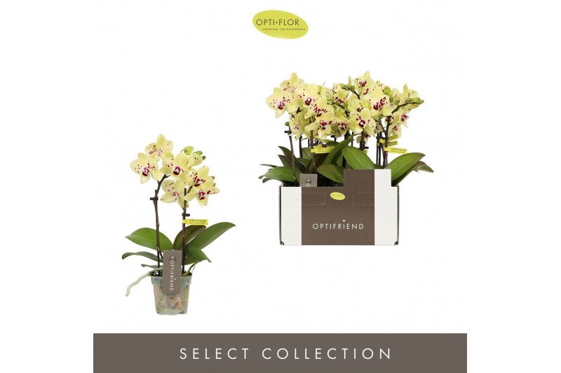 Phalaenopsis multiflora geel Optifriend Anouk 2 spike 10 bl. 2 tak/pln 