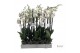 Phalaenopsis wit Phalaenopsis wit-gele lip - 3 tak 80cm 22 bl. 3 tak/p 