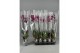 Phalaenopsis paars Phalaenopsis Paars - 1tak 80cm A2 6 bl. 1 tak/plnt 