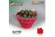 Kalanchoe secret Kalanchoe Moments - Red with glitter - kerst 6 pp 35  