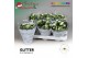Kalanchoe skydive Kalanchoe Moments - White with glitter - kerst 3 pp  