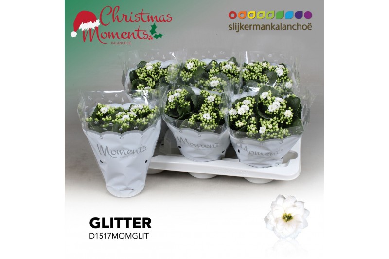 Kalanchoe skydive Kalanchoe Moments - White with glitter - kerst 3 pp  
