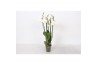 Phalaenopsis anthura madrid Phalaenopsis White, 5-spike 30+bl.  tak/pl