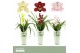 Cymbidium mix Cymbidium, Mix 1-spike P14 Orchid Collection Potcover 1  
