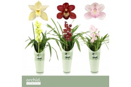 Cymbidium mix Cymbidium, Mix 1-spike P14 Orchid Collection Potcover 1 