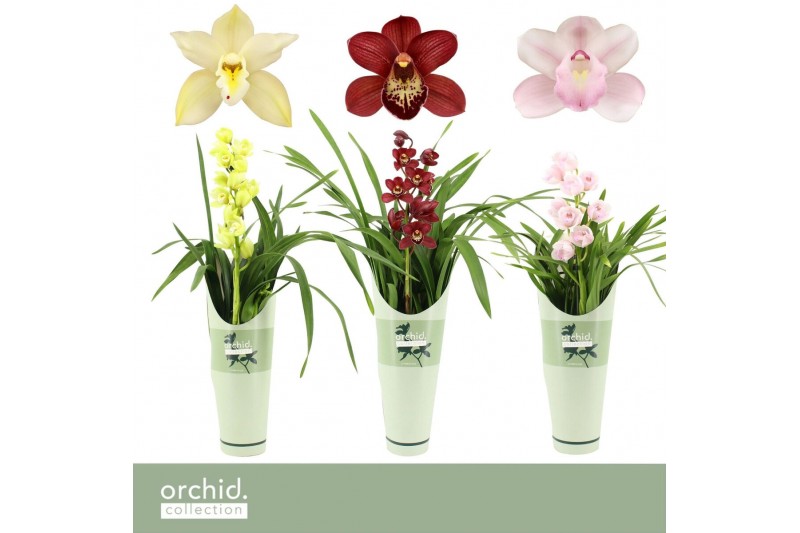 Cymbidium mix Cymbidium, Mix 1-spike P14 Orchid Collection Potcover 1  