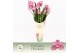Cymbidium Cymbidium, Simono 3-spike Exclusiva Orchidea Potcover 3 tak/ 