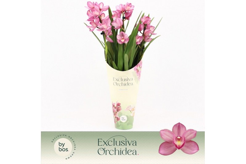 Cymbidium Cymbidium, Simono 3-spike Exclusiva Orchidea Potcover 3 tak/ 