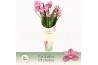 Cymbidium Cymbidium, Simono 3-spike Exclusiva Orchidea Potcover 3 tak/