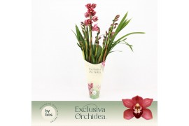 Cymbidium Cymbidium, Jolly Red 5-spike Exclusiva Orchidea Potcover 5 t