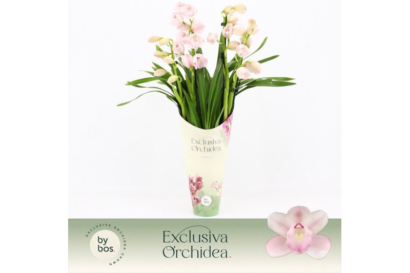 Cymbidium Cymbidium, Pink Bell 4-spike Exclusiva Orchidea Potcover 4 t 