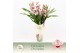 Cymbidium Cymbidium, Wild Pink 4-spike Exclusiva Orchidea Potcover 4 t 