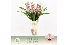 Cymbidium Cymbidium, Wild Pink 4-spike Exclusiva Orchidea Potcover 4 t