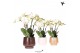 Phalaenopsis wit Kolibri Orchids Phalaenopsis Ghent in Scandic pot mix 