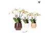 Phalaenopsis wit Kolibri Orchids Phalaenopsis Ghent in Scandic pot mix