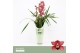 Cymbidium Cymbidium, Jolly Red 2-spike P14 Orchid Collection Potcover  