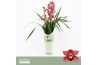 Cymbidium Cymbidium, Jolly Red 2-spike P14 Orchid Collection Potcover 