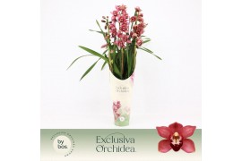 Cymbidium Cymbidium, Jolly Red 3-spike P14 Exclusiva Orchidea Potcover