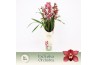 Cymbidium Cymbidium, Jolly Red 3-spike P14 Exclusiva Orchidea Potcover