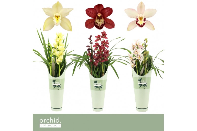 Cymbidium mix Cymbidium, Mix 2-spike P14 Orchid Collection Potcover 2  