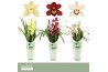 Cymbidium mix Cymbidium, Mix 2-spike P14 Orchid Collection Potcover 2 