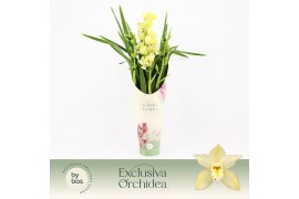 Cymbidium Cymbidium, Paddy 3-spike P14 Exclusiva Orchidea Potcover 3 t