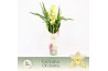 Cymbidium Cymbidium, Paddy 3-spike P14 Exclusiva Orchidea Potcover 3 t