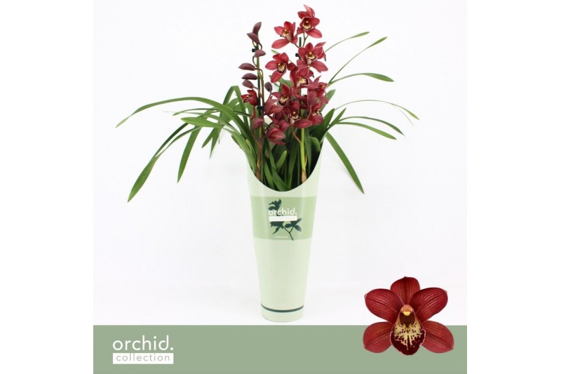 Cymbidium Cymbidium, Red Beauty Roy 2-spike P14 Orchid Collection Potc 