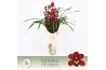 Cymbidium Cymbidium, Red Beauty Roy 3-spike P14 Exclusiva Orchidea Pot