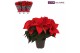 Euphorbia pul. christmas eve Poinsettia 14cm christmas eve 6+6 bl. 