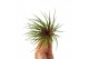 Tillandsia Tillandsia Rainforest Red Large1 bl. 