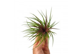 Tillandsia Tillandsia Rainforest Red Large1 bl.