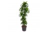 Dracaena fragr. hawaiian sunshine Dracaena Hawaiiana 150-carrousel10 p