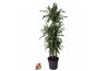 Dracaena fragr. der. ulises Dracaena Ulises 120-carrousel8 pp