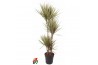 Dracaena marg. bicolor Dracaena Bicolor 90-60-30-154 pp