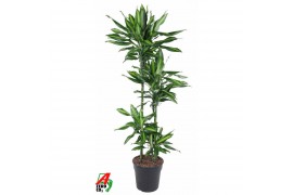 Dracaena fragrans cintho Dracaena Cintho 90-60-30-154 pp